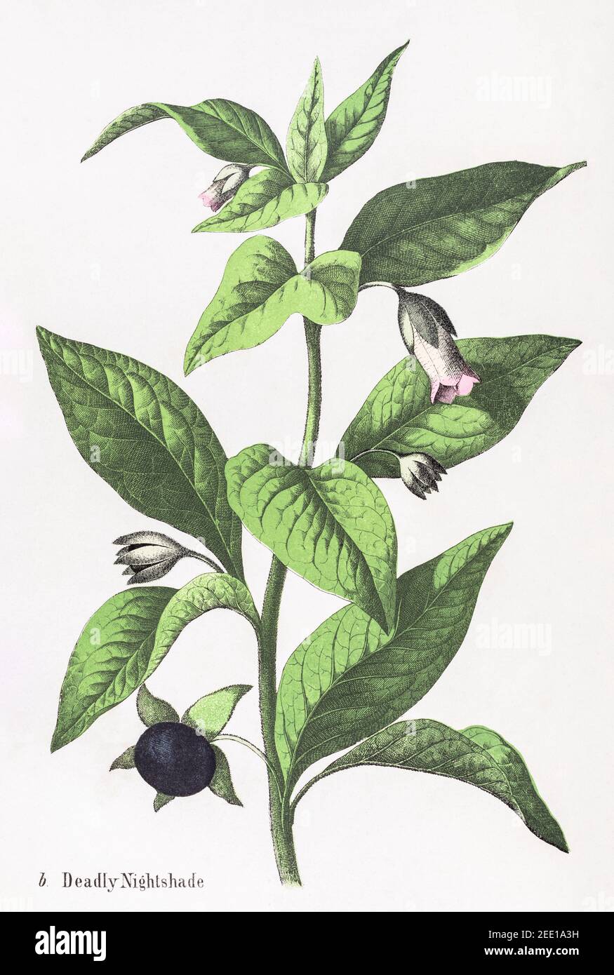 Digitally restored 19th century Victorian botanical illustration of Deadly Nightshade / Atropa belladonna. See notes for source and process info. Stock Photo