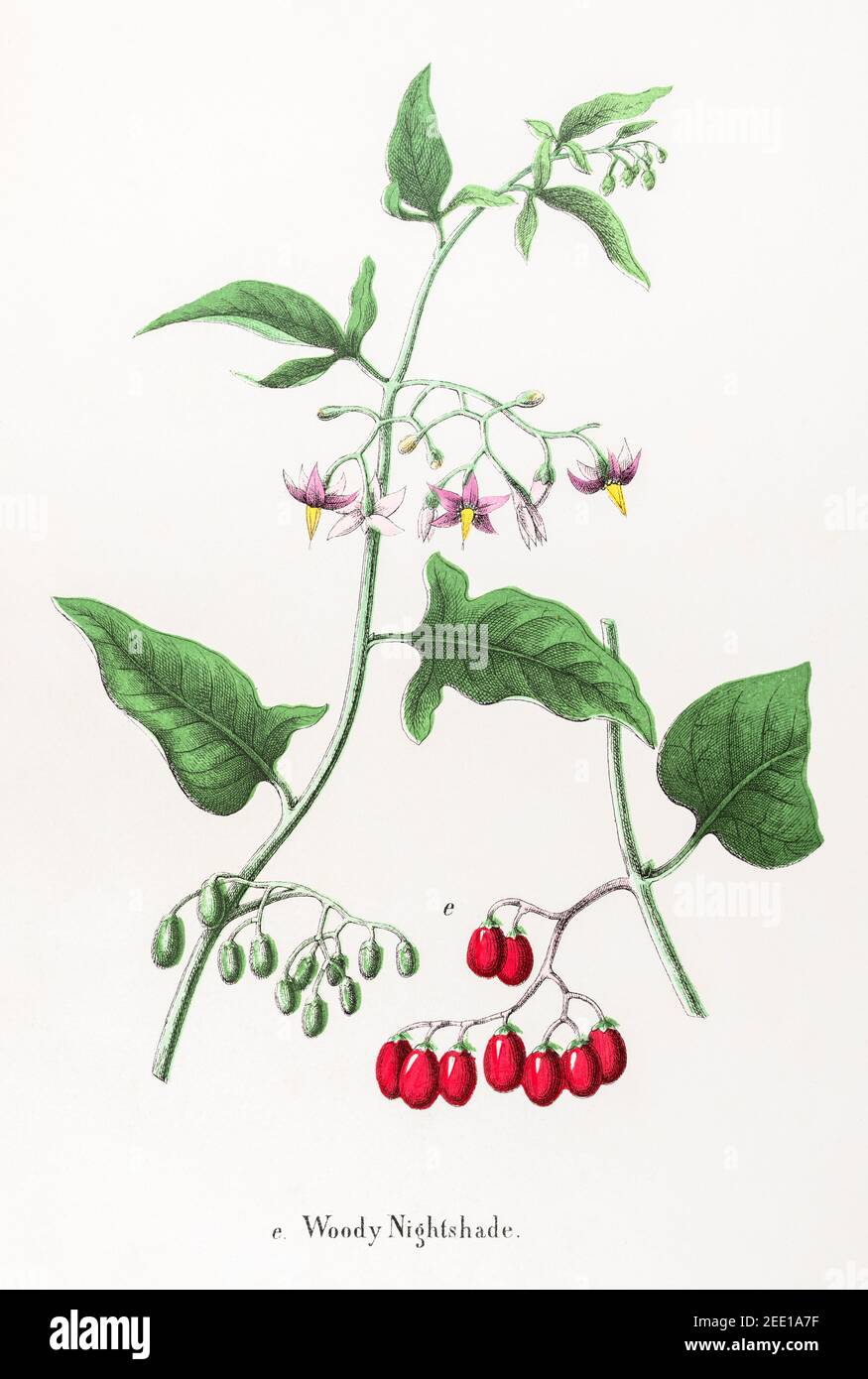 Digitally restored 19th century Victorian botanical illustration of Woody Nightshade, Bittersweet. See notes for source and process info. Stock Photo