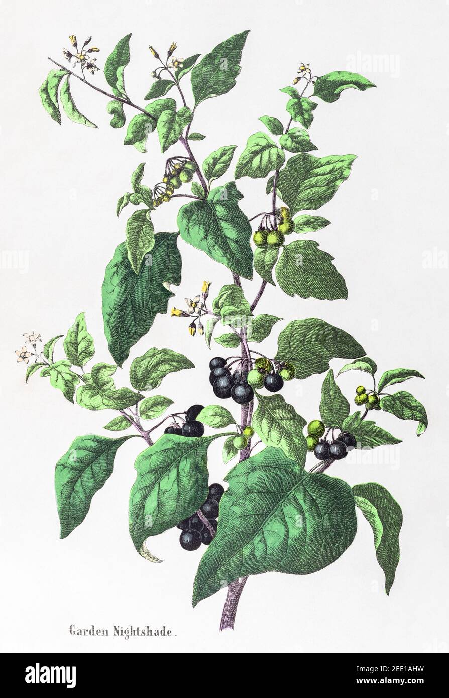 Digitally restored 19th century Victorian botanical illustration of Garden Nightshade, Black Nightshade / Solanum nigrum. See notes. Stock Photo