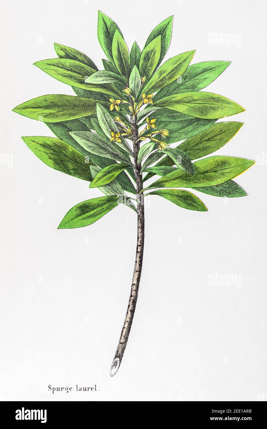 Digitally restored 19th century Victorian botanical illustration of Spurge Laurel / Daphne laureola. See notes for source and process info. Stock Photo