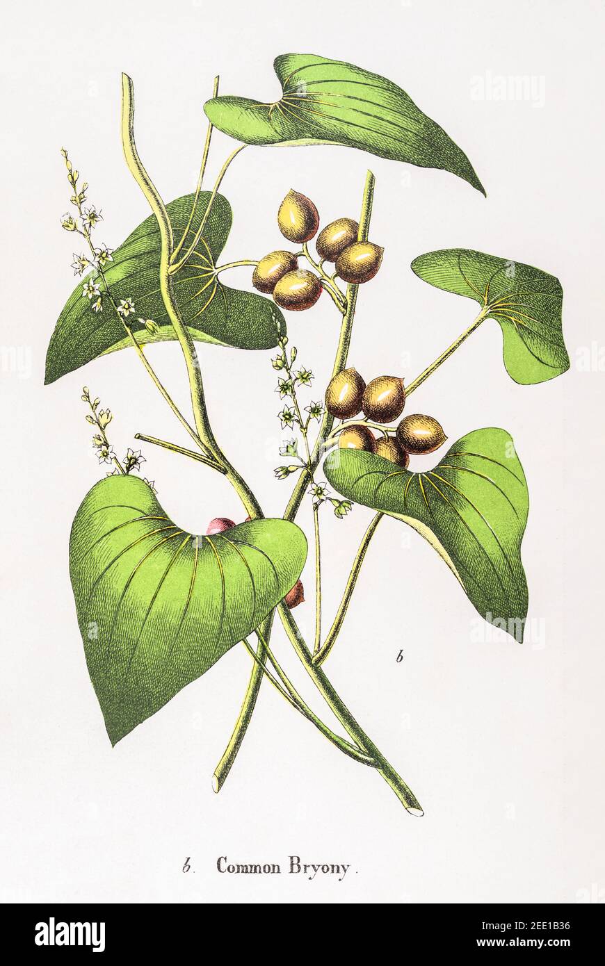 Digitally restored 19th century Victorian botanical illustration of Black Bryony / Dioscorea communis, Tamus communis. See notes. Stock Photo