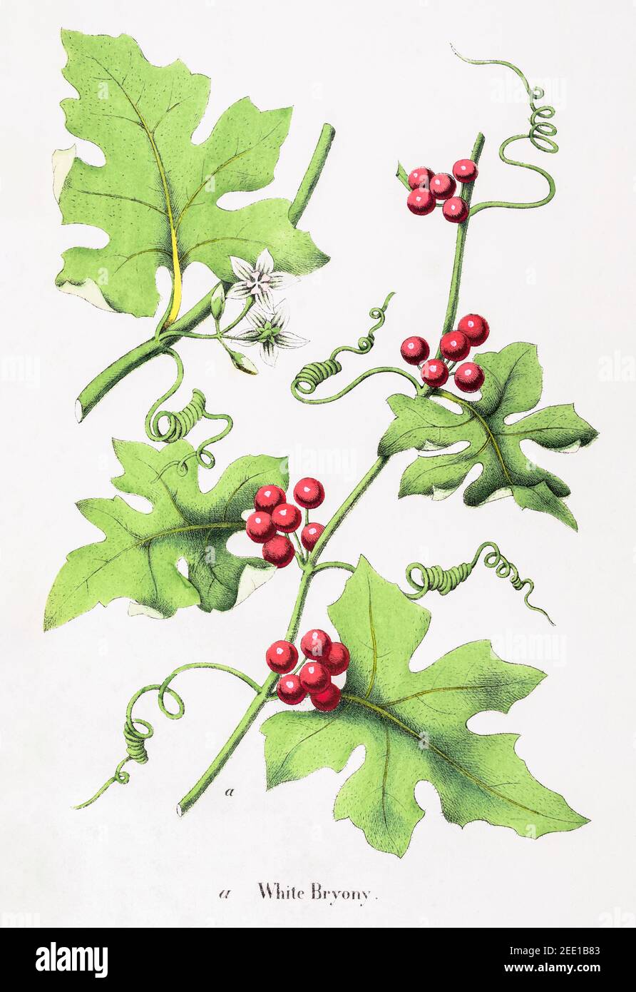 Digitally restored 19th century Victorian botanical illustration of White Bryony / Bryonia cretica. See notes for source and process info. Stock Photo