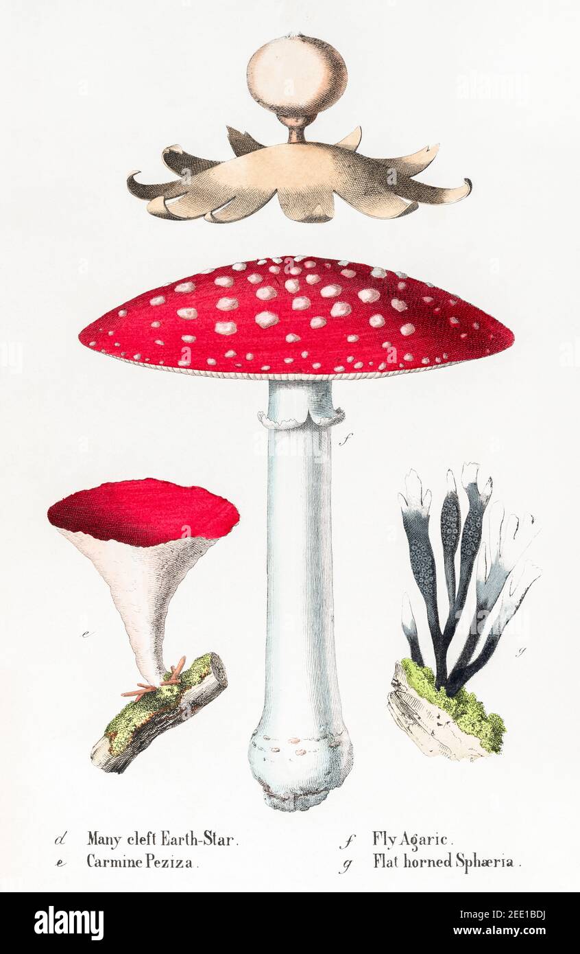 Digitally restored 19th century Victorian illustration of Earth Star, Fly Agaric, Carmine peziza & Sphaeria. See notes for source and process info. Stock Photo