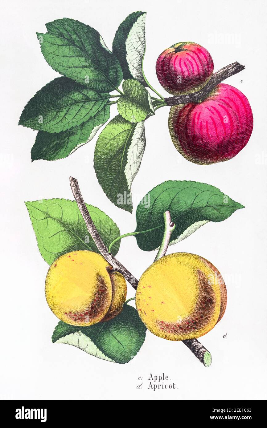 Digitally restored 19th century Victorian botanical illustration of Apple / Malus & Apricot / Prunus armeniaca fruits. See notes for source info. Stock Photo