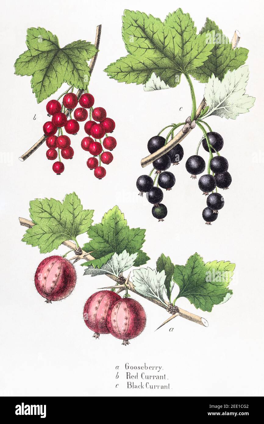 Digitally restored 19th c. Victorian illustration of Red Currant / Ribes rubrum, Black Currant / Ribes nigrum & Gooseberry / Ribes uva-crispa. Herbal. Stock Photo
