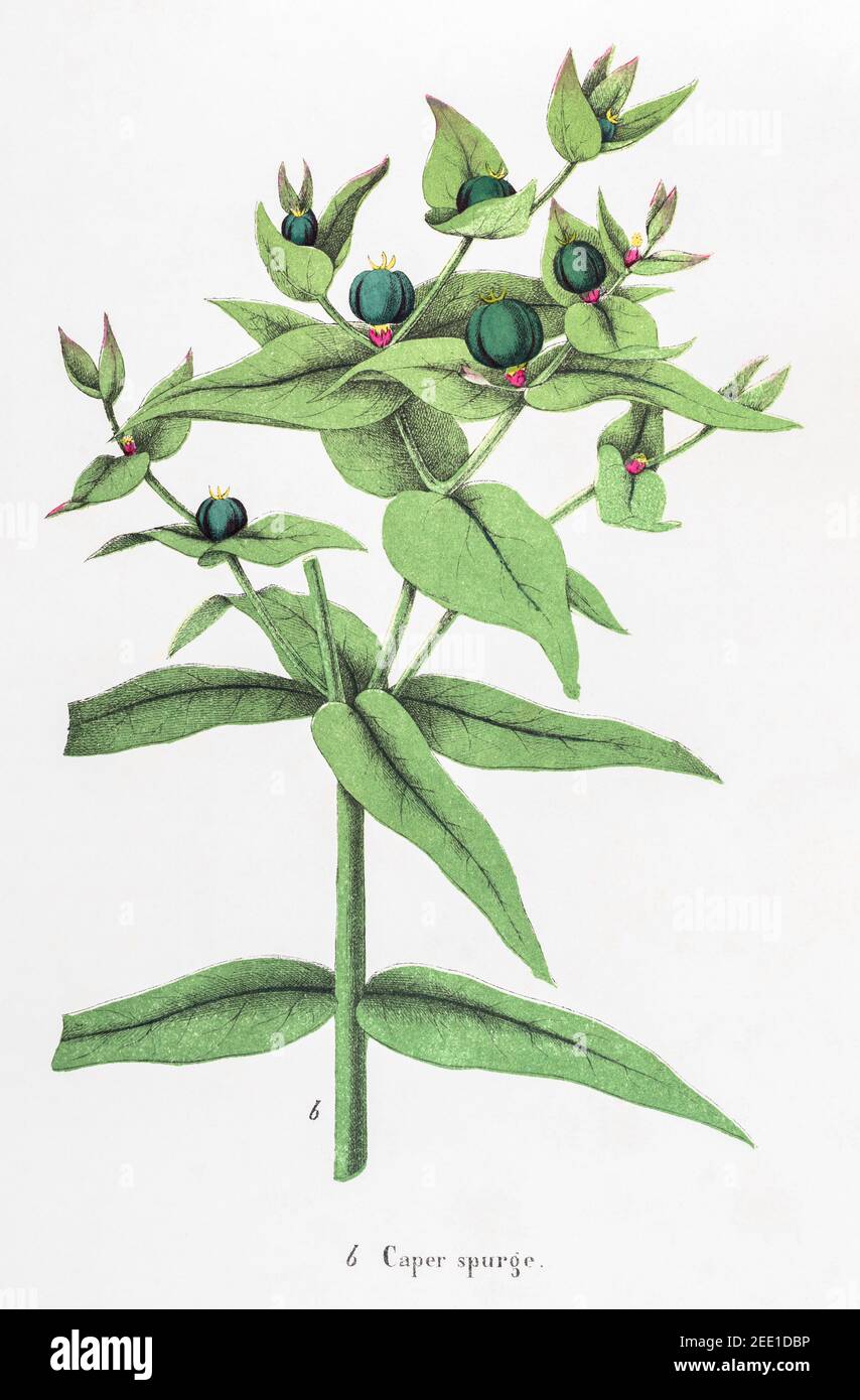 Digitally restored 19th century Victorian botanical illustration of Caper Spurge / Euphorbia lathyris. See notes for source and process info. Stock Photo