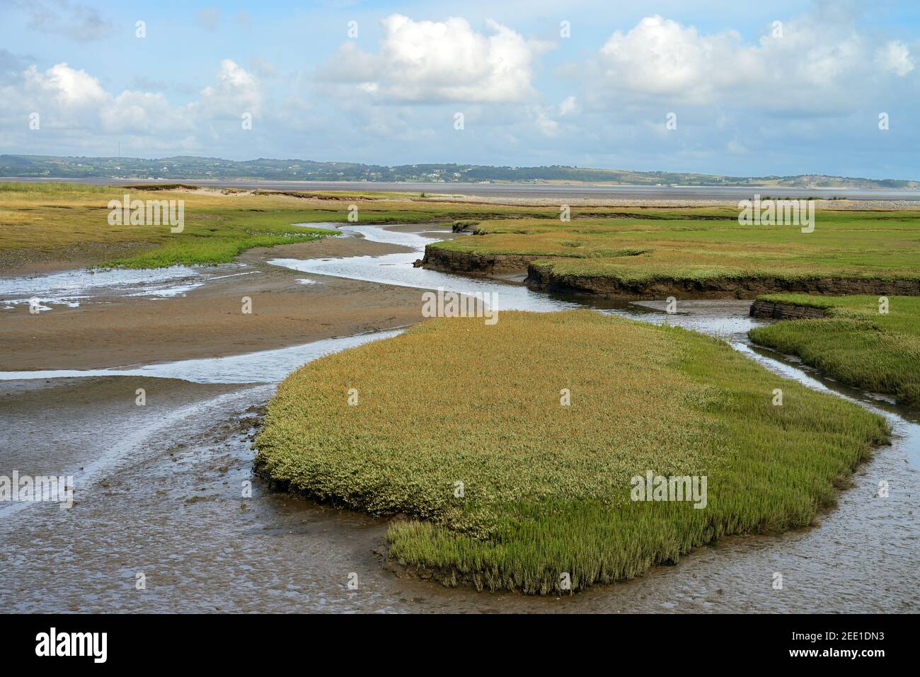 Saltmarsh in the Glan Y Mor Elias Local Nature Reserve near Llanfairfechan in North Wales is a magnet for roosting seabirds. Stock Photo