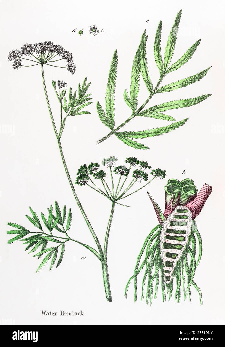 Digitally restored 19th c. Victorian botanical illustration of poisonous Water Hemlock, Cowbane / Cicuta virosa. See notes for source info. Stock Photo