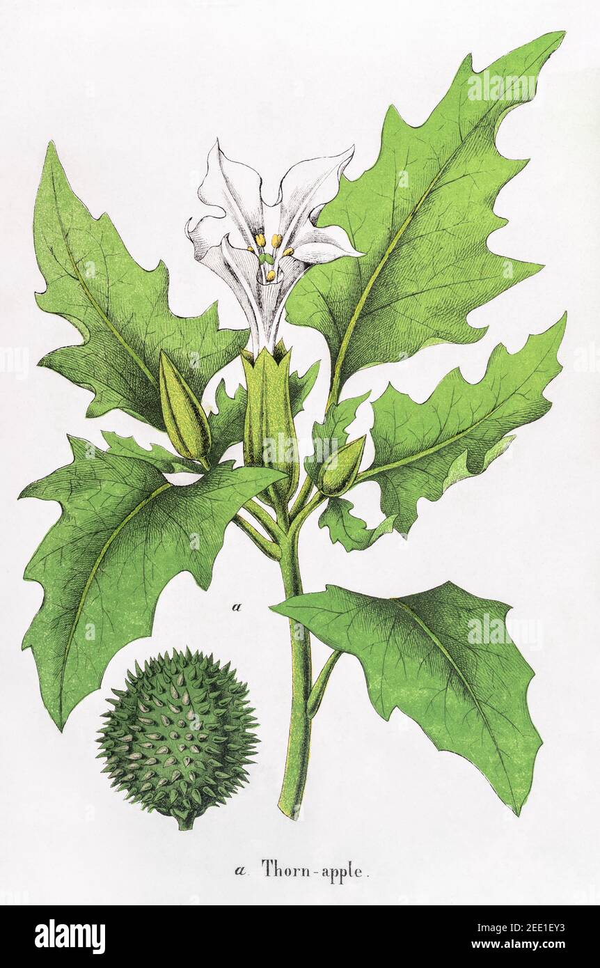 Digitally restored 19th century Victorian botanical illustration of deadly Thorn Apple plant. See notes for source and process info. Stock Photo
