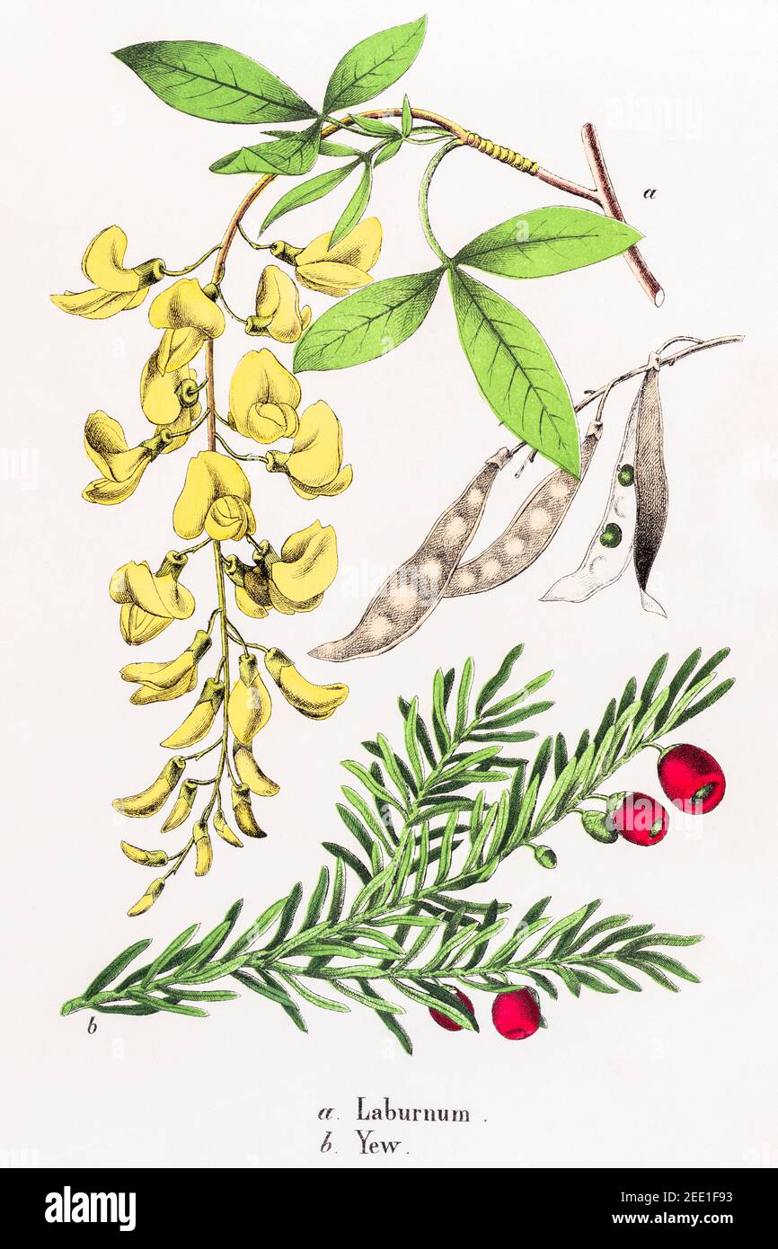 Digitally restored 19th century Victorian botanical illustration of poisonous Laburnum anagroides and Yew / Taxus. See notes for source & process info Stock Photo