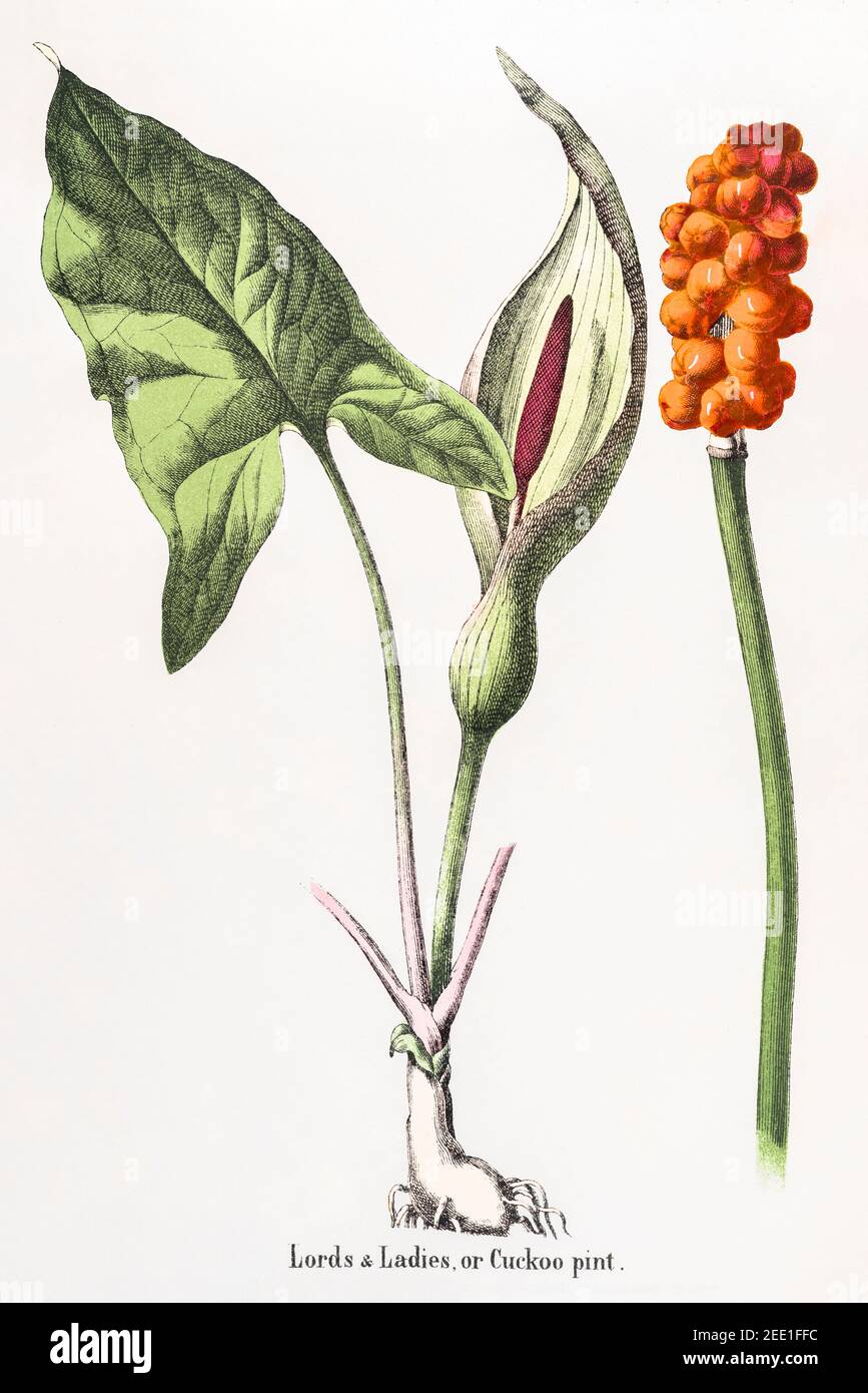Digitally restored 19th century Victorian botanical illustration of Lord's and Ladies / Arum maculatum. See notes for source and process info. Stock Photo