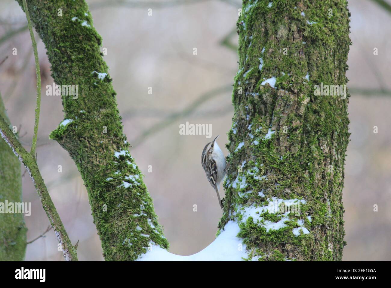Treecreeper in citypark Staddijk in Nijmegen, the Netherlands Stock Photo