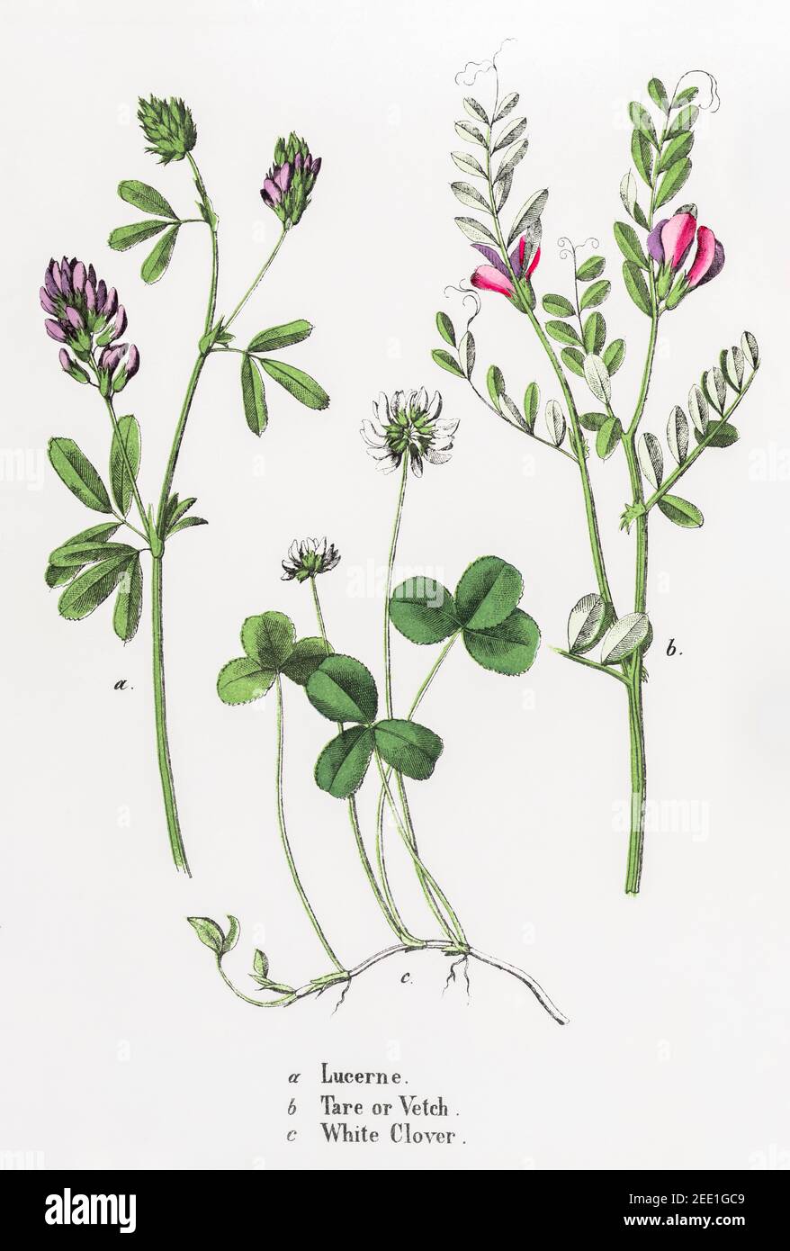 Digitally restored 19th c. Victorian illustration of Lucerne, Alfalfa / Medicago sativa, White Clover / Trifolium repens, & Tare / Vetch. See notes Stock Photo