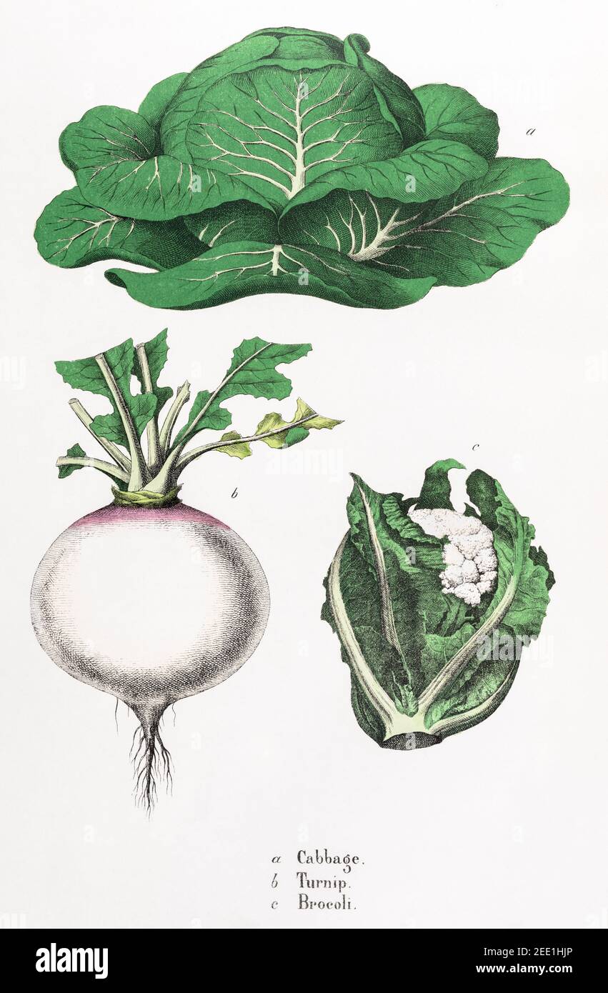 Digitally restored 19th century Victorian botanical illustration of Cabbage, Turnip and Cauliflower. See notes for source and process info. Stock Photo