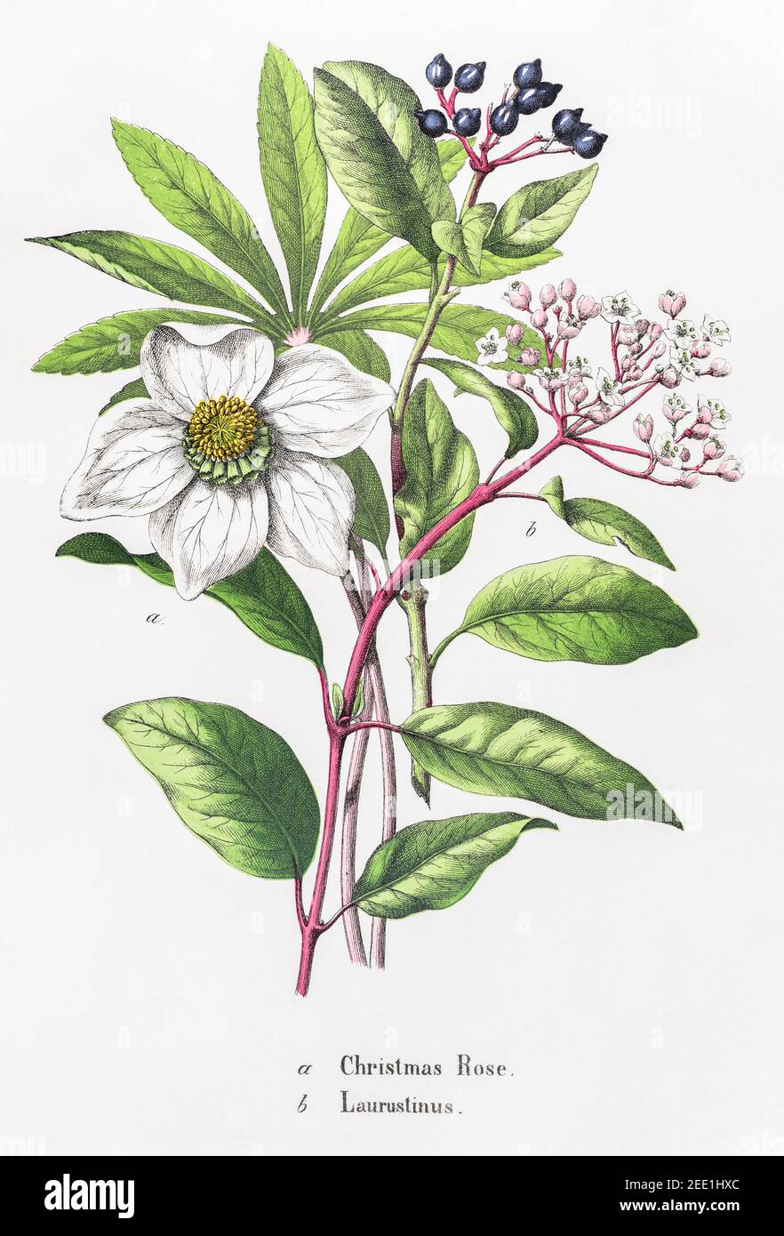 Digitally restored 19th century Victorian botanical illustration of  Christmas Rose / Helleborus niger & Laurustinus / Viburnum tinus. See Notes. Stock Photo