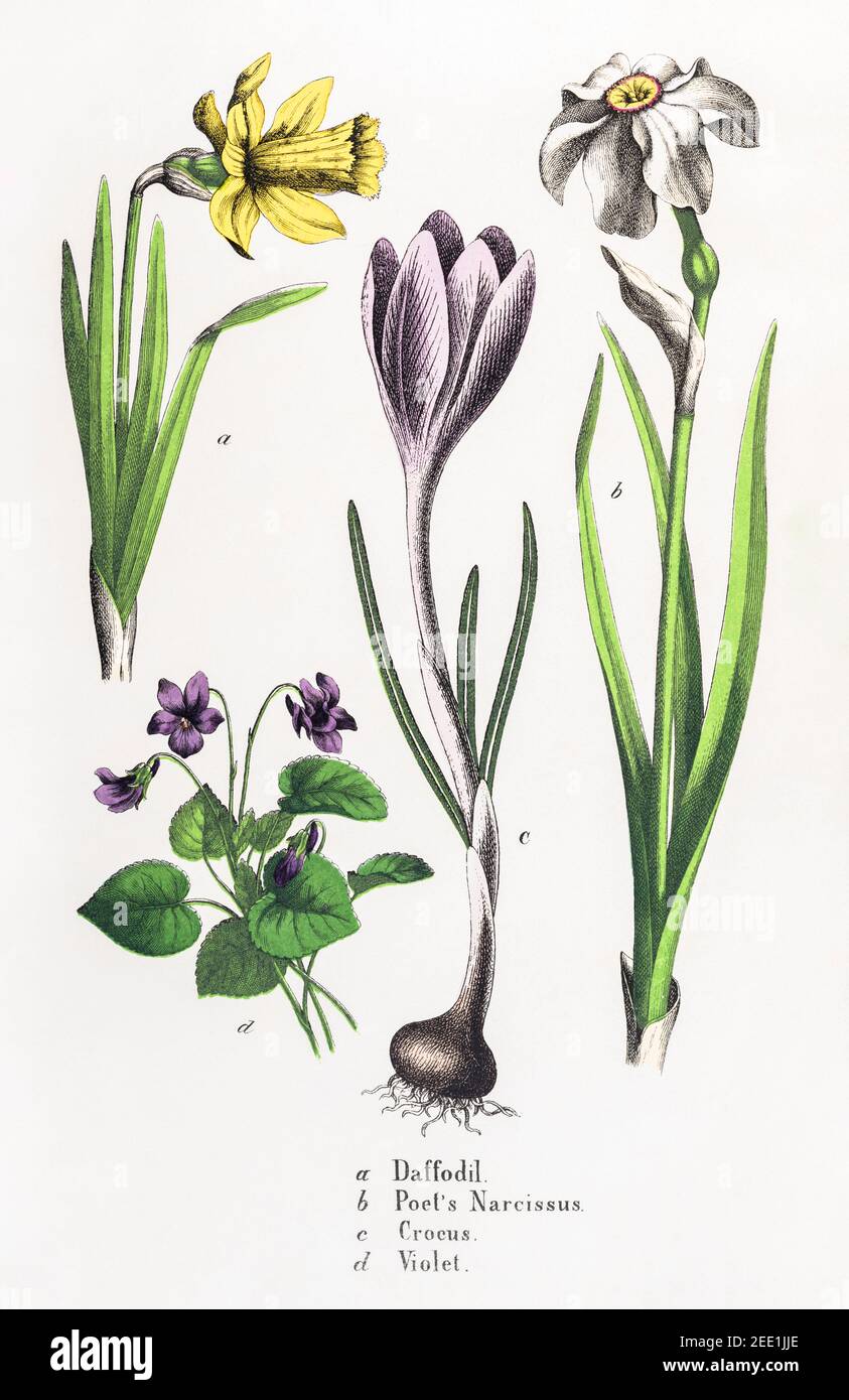 Digitally restored 19th century Victorian botanical illustration of Daffodil, Narcissus, Crocus & Dog Violet. See notes for source and process info. Stock Photo