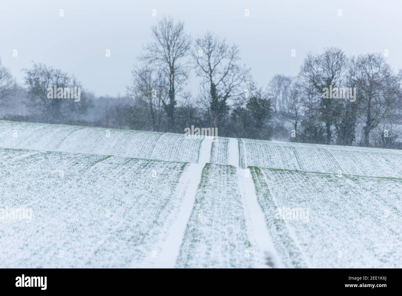 Snowy field with tractor tracks and treeline, Norfolk February, 2021 Stock Photo