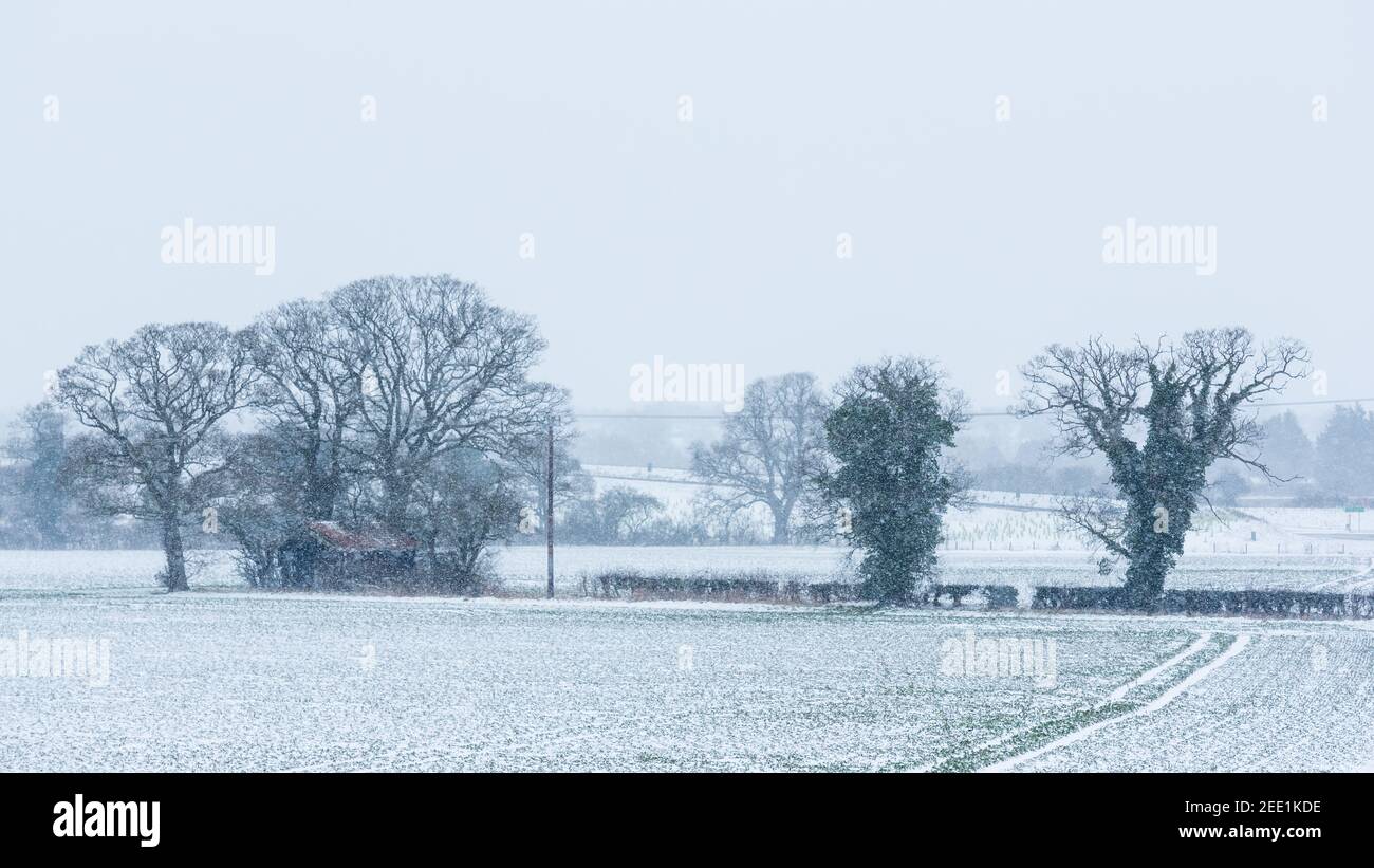 Snow falling over field with trees and derelict barn February, 2021 Stock Photo