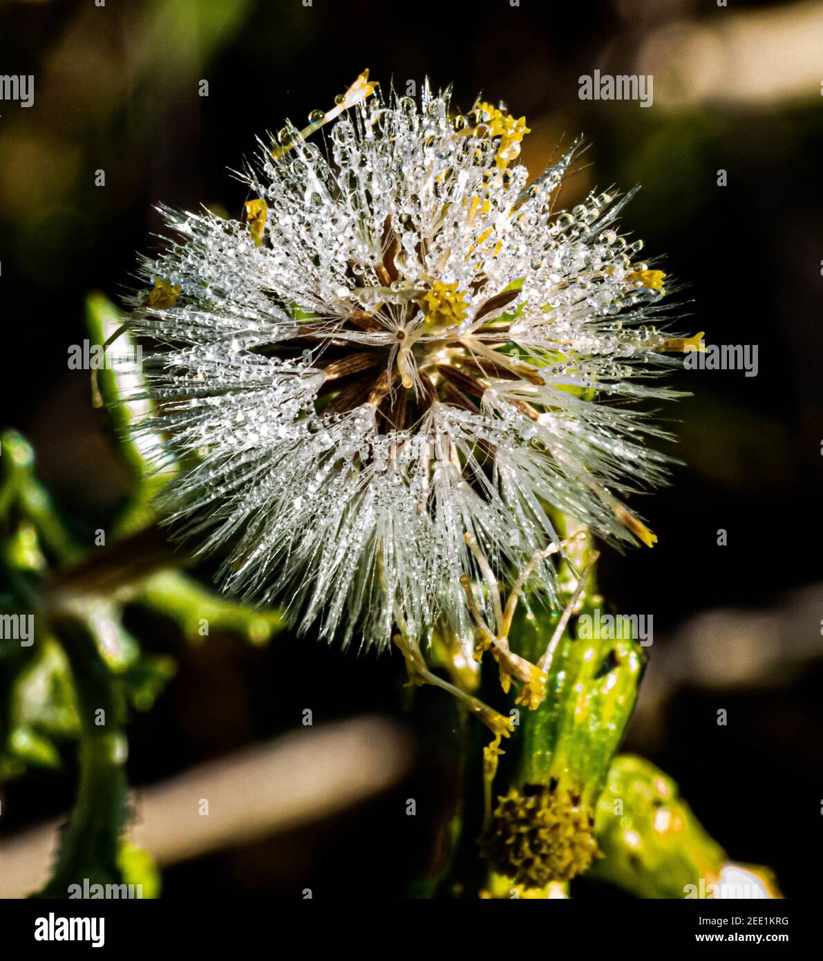 Closeup shot of a dandelion with dew Stock Photo - Alamy
