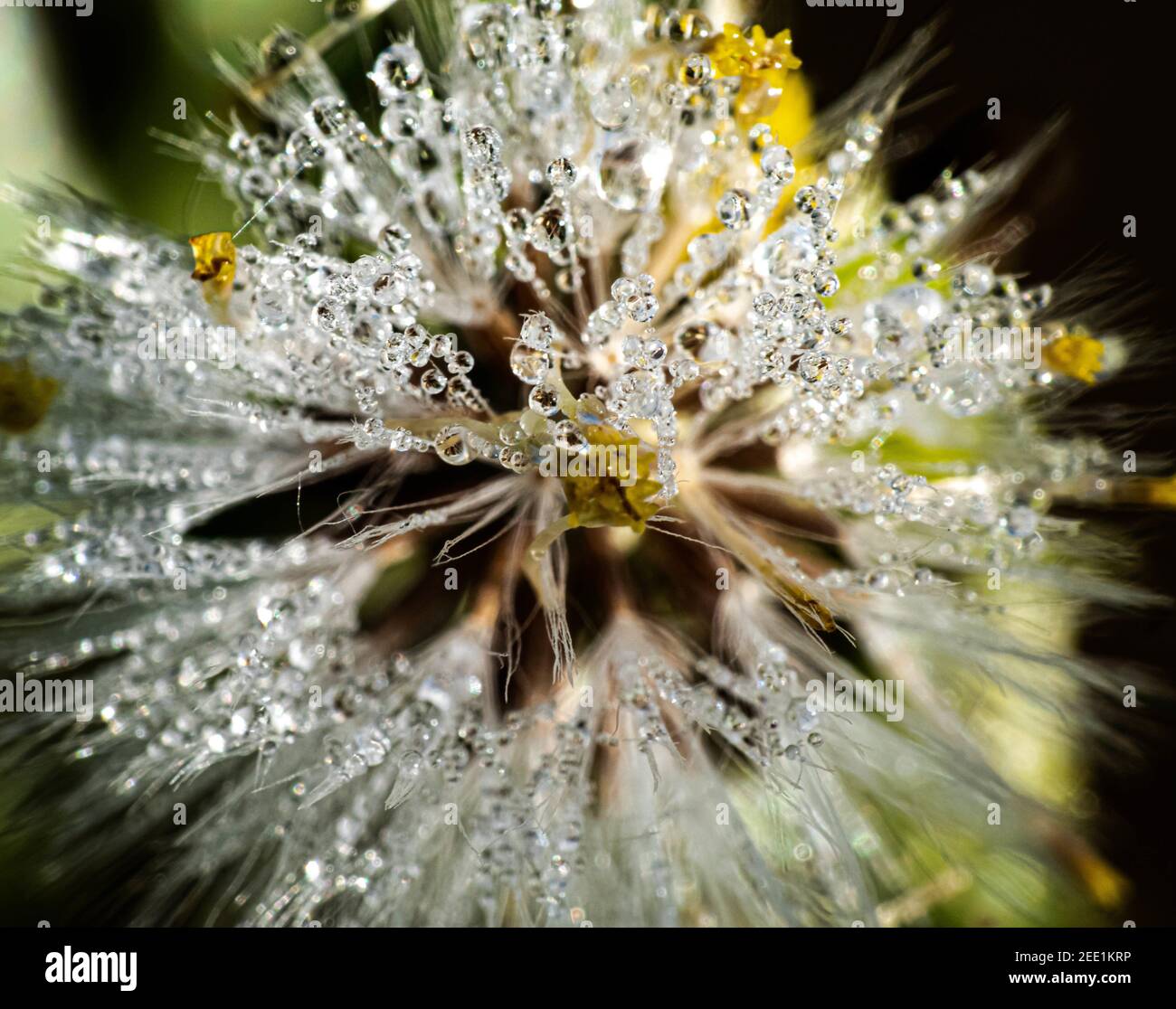 Closeup shot of a dandelion with dew Stock Photo - Alamy