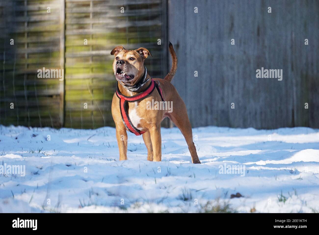Closeup shot of a dog in a snowy park outdoors Stock Photo - Alamy