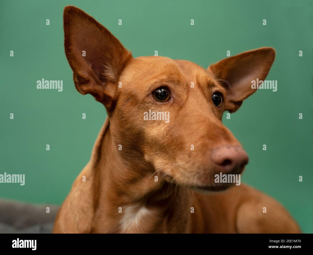 Rescued Podenco Andaluz Spanish Hunting Dog Portrait Stock Photo