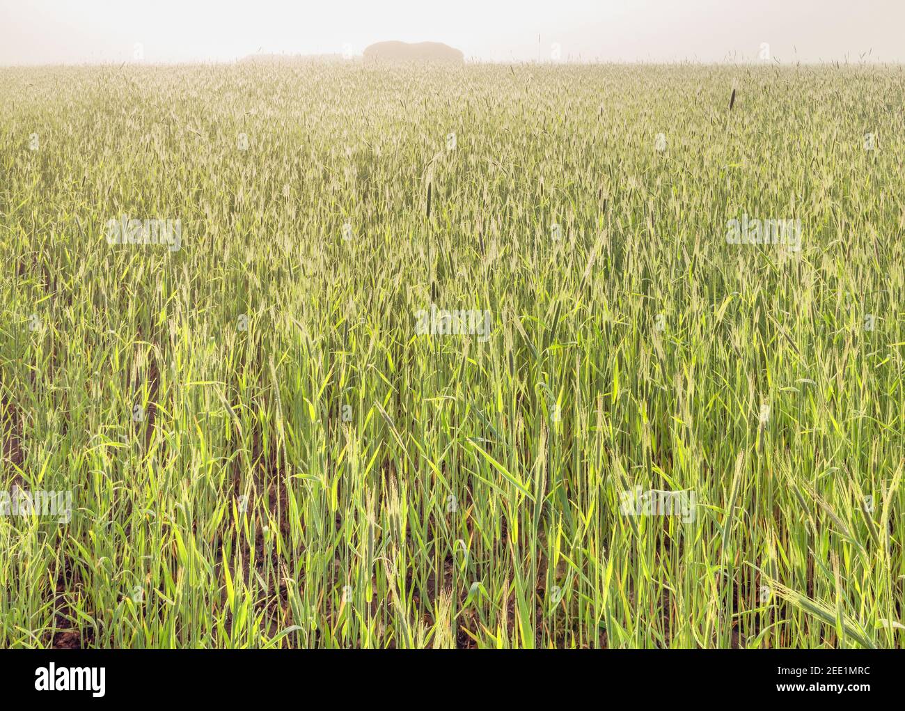 Foggy May morning. Wheat field with dew drops. Stock Photo