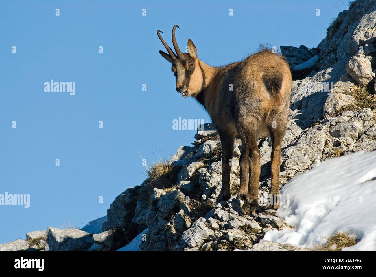 Apennine Chamois Or Abruzzo S Chamois Rupicapra Pyrenaica Ornata In Val Di Rose National Park Of Abruzzo Lazio And Molise Italy Stock Photo Alamy