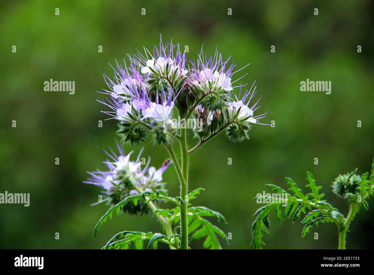 Phacelia (phacelia, scorpionweed). Phacelia tanacetifolia. Stock Photo