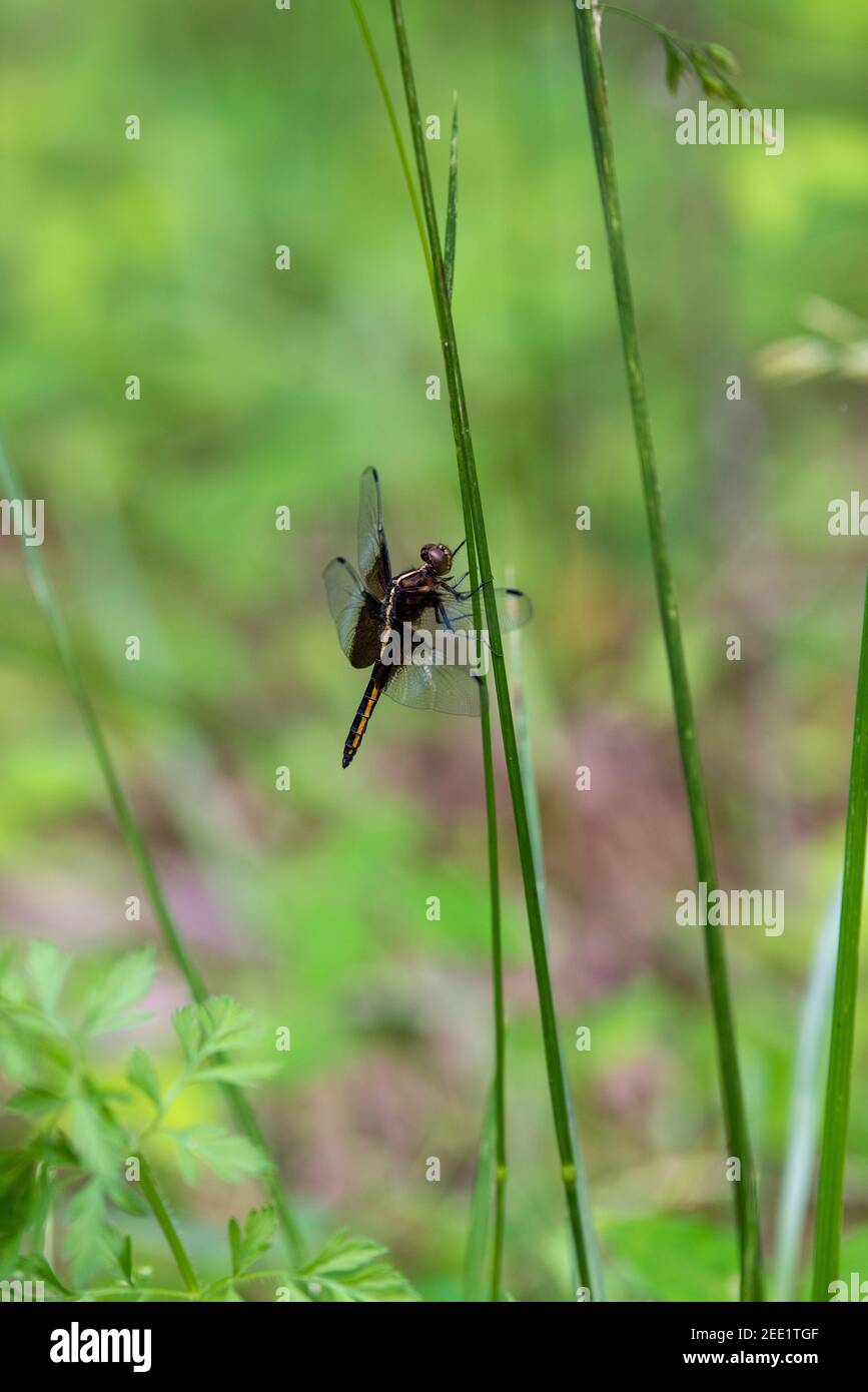 Female Widow Skimmer (Libellula luctuosa) dragonfly perched on a blade ...