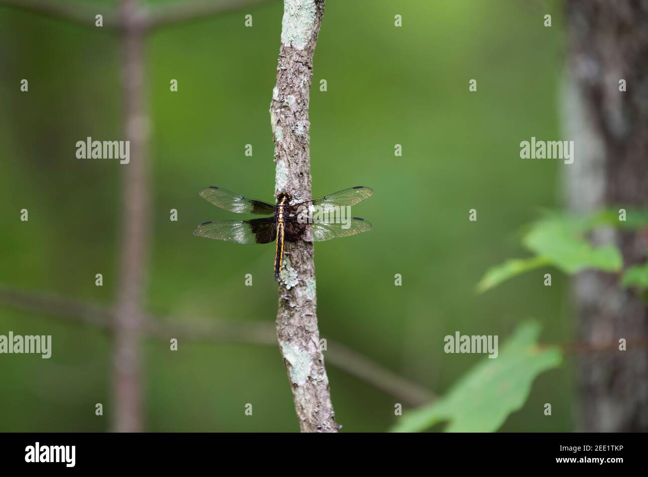 Female Widow Skimmer (Libellula luctuosa) dragonfly perched on a tree ...