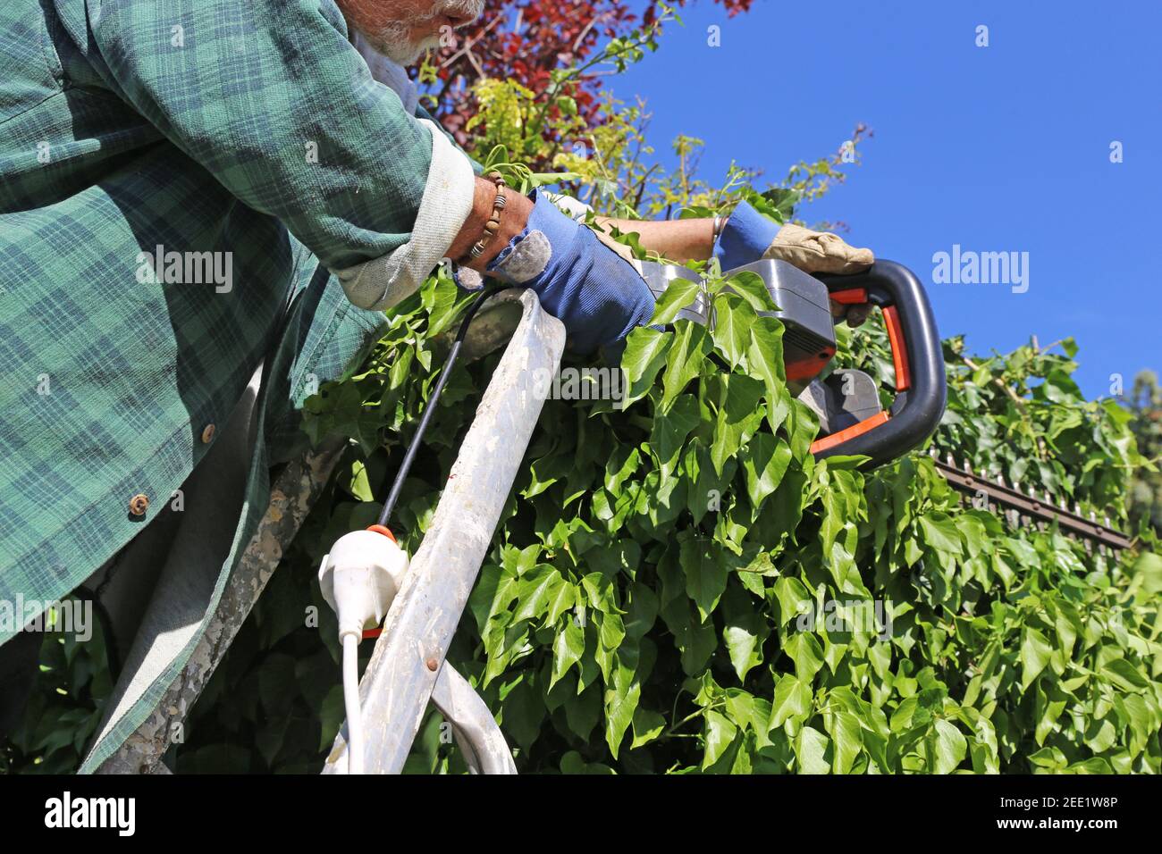 Man cutting hedges with saw Stock Photo Alamy