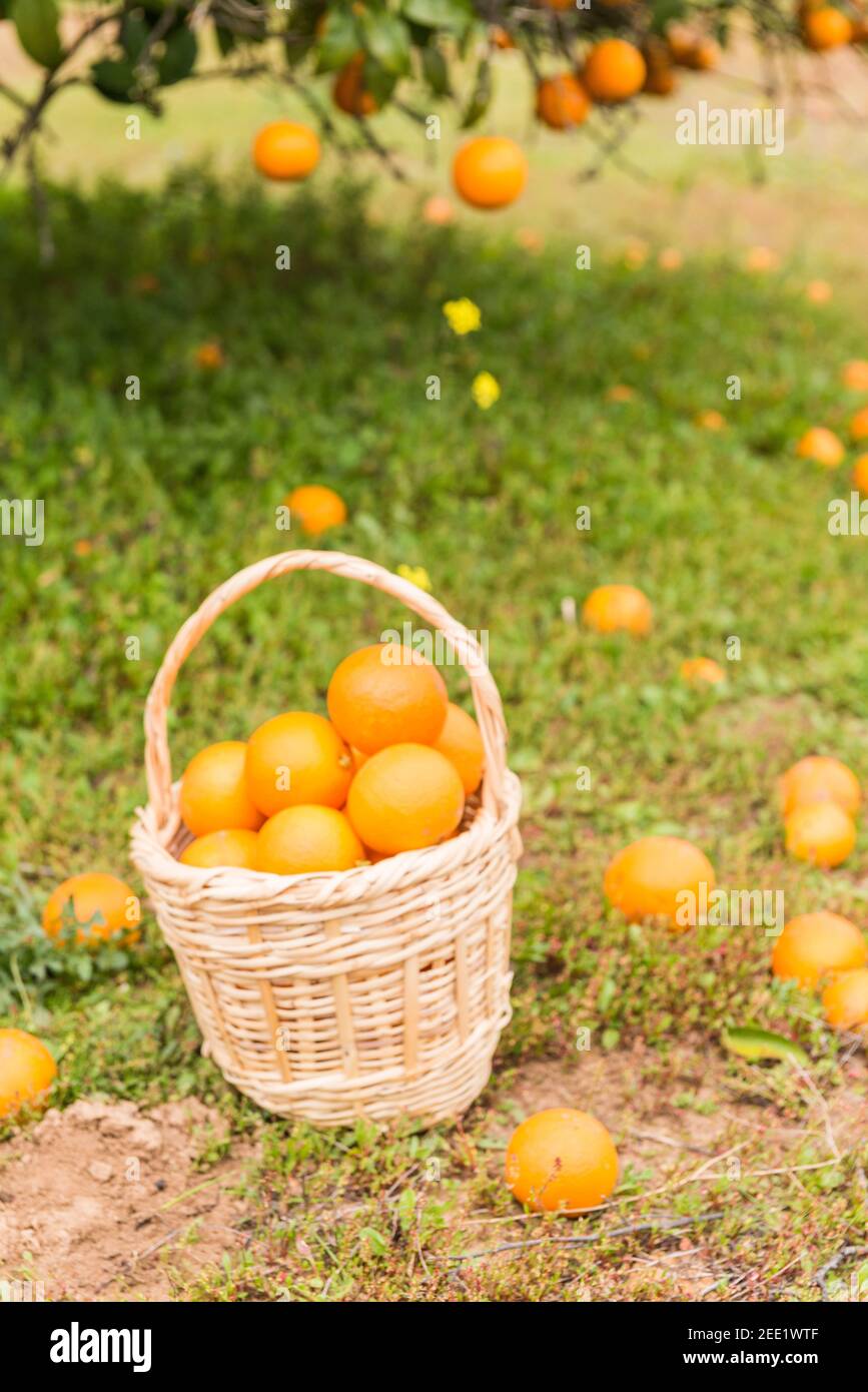 Basket full of oranges, placed next to an orange tree on the grassy ground. Stock Photo