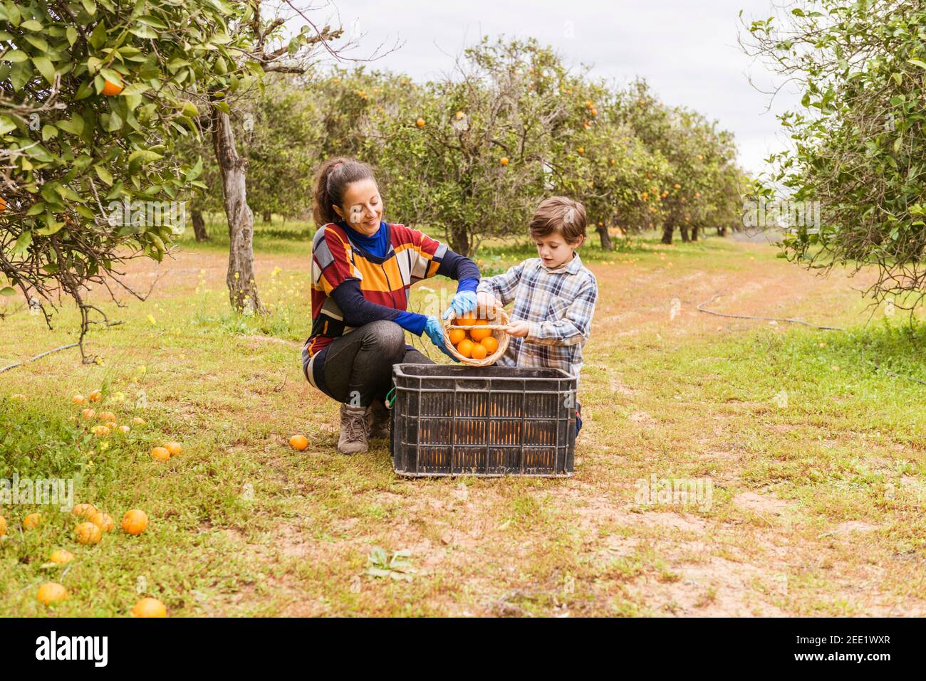 Woman and child in an orange grove picking oranges. Stock Photo