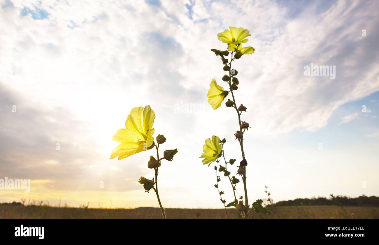 Yellow flower on the background of a beautiful sky with clouds. Wild annual hibiscus, Bluebell, datura, garden plants, copy space. Sunset in the field Stock Photo