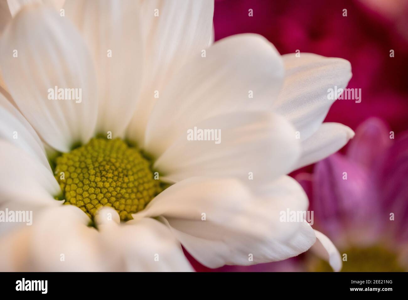 White flower with yellow pollen hi-res stock photography and images - Alamy