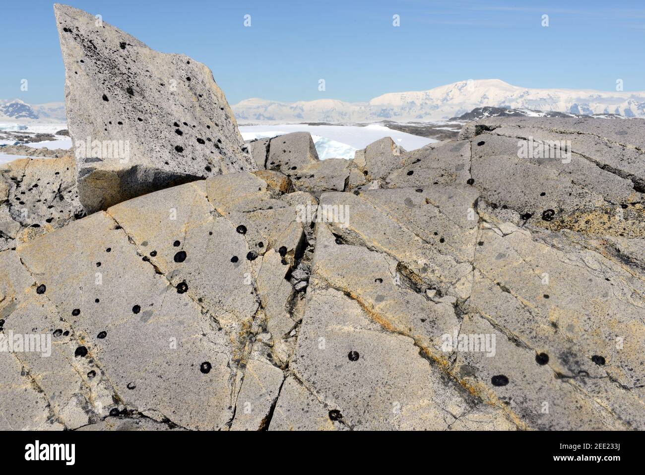 Rocks covered by lichens at Arthur Harbor, near Palmer Station, Antarctica Stock Photo