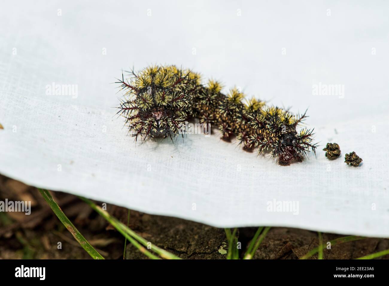Caterpillar larva of Buck moth (Hemileuca maia) and some poop Stock