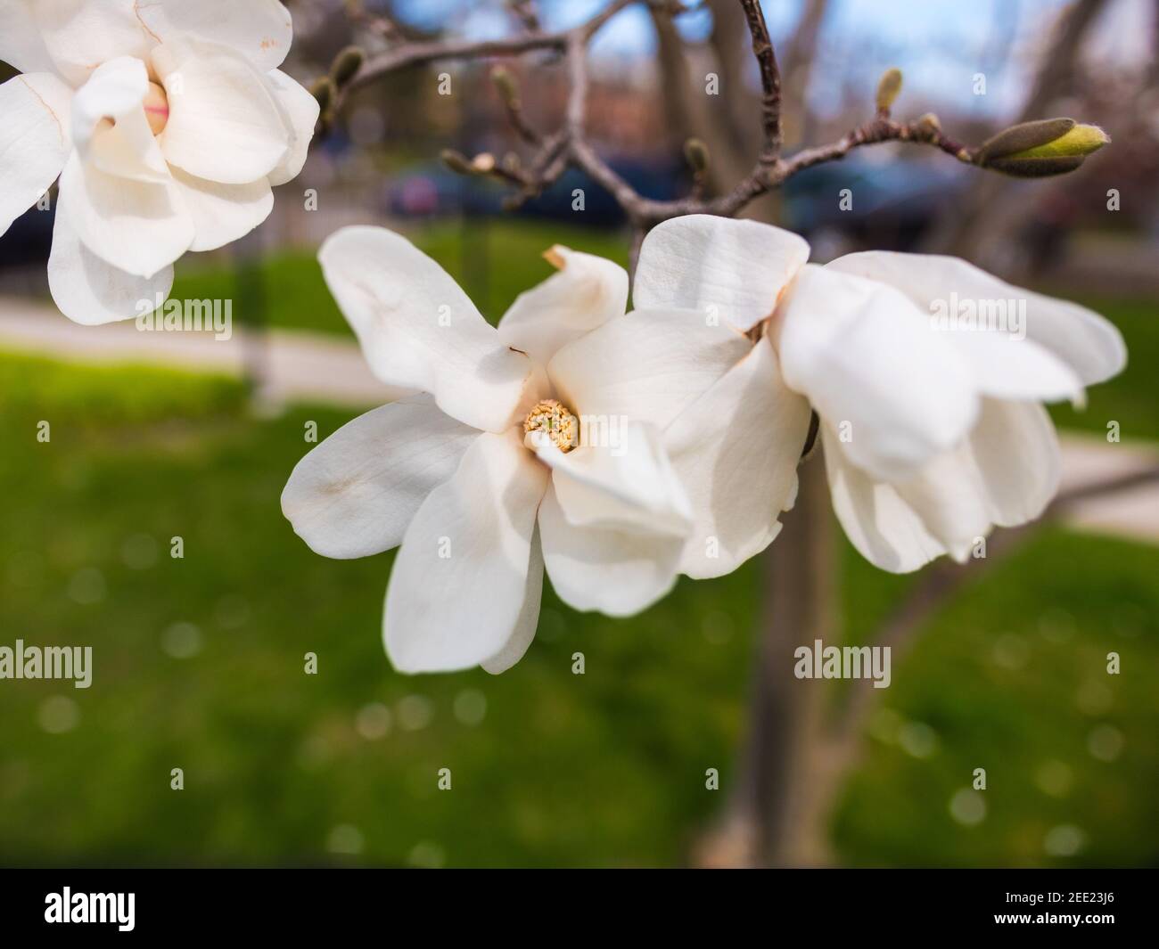 Spring Blooming Royal Star Magnolia Stock Photo