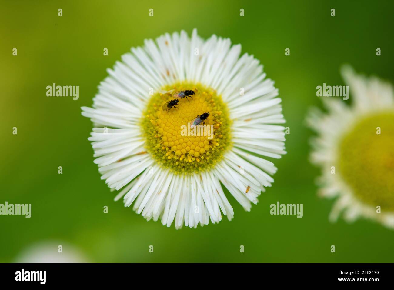 White winged insects hi-res stock photography and images - Alamy