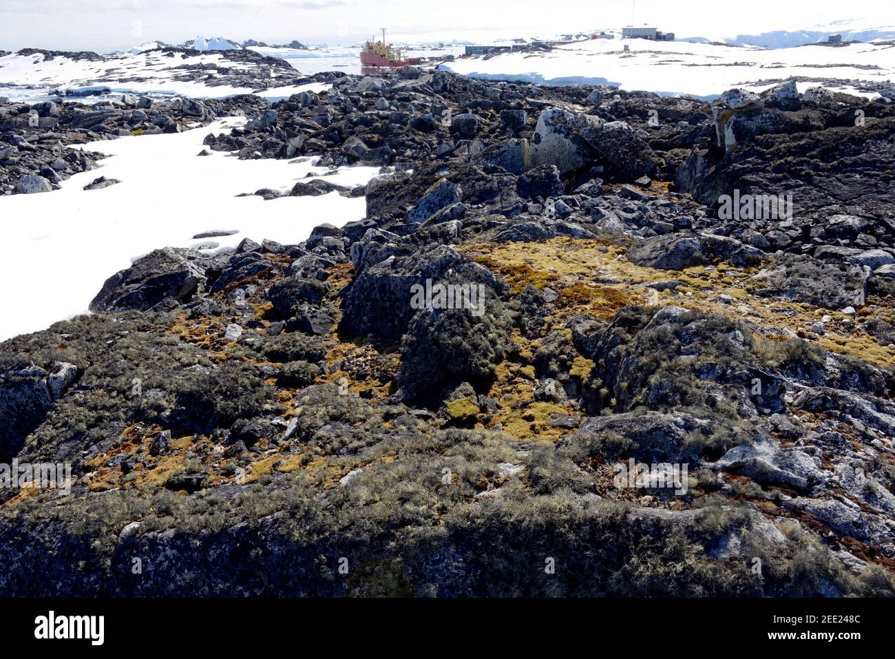 Rocks covered by profusion of lichens at Arthur Harbor, near Palmer Station, Antarctica Stock Photo