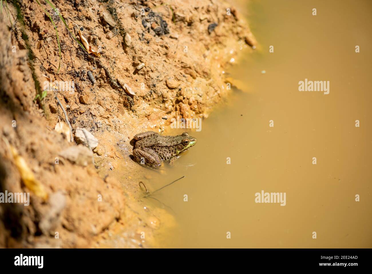 American bullfrog (Lithobates catesbeianus) cools off in a shallow mud puddle. Stock Photo