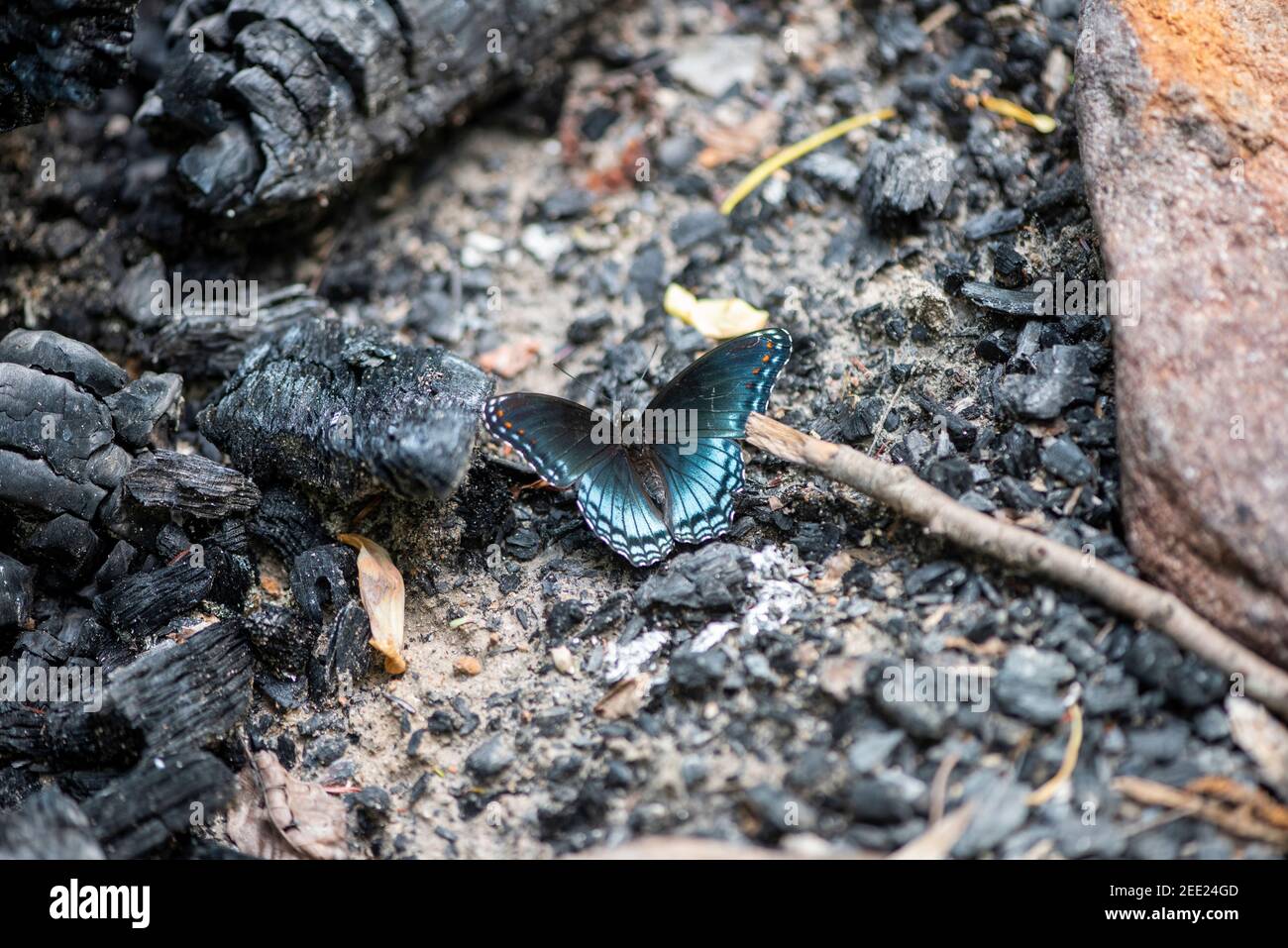 Limenitis arthemis, the red-spotted purple or white admiral, is a North American butterfly species in the cosmopolitan genus Limenitis. Stock Photo