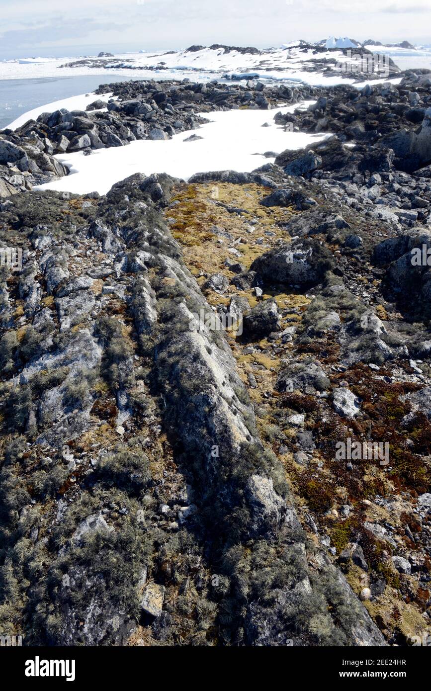 Rocks covered by profusion of lichens at Arthur Harbor, near Palmer Station, Antarctica Stock Photo