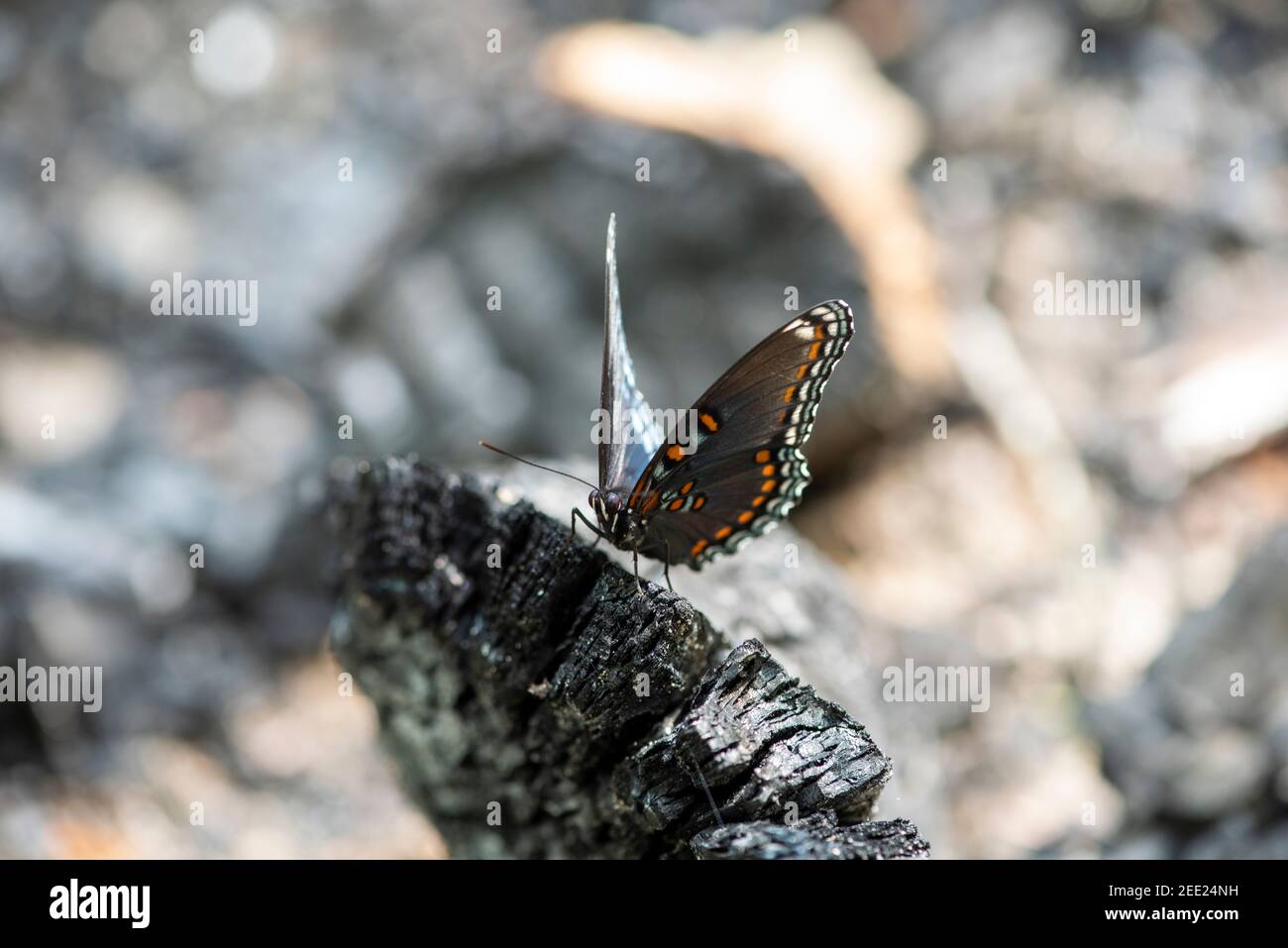 Ventral view of a beautiful Redspotted Purple Admiral butterfly