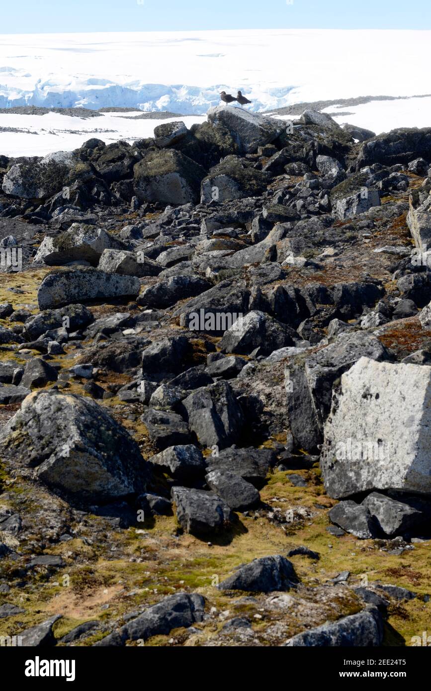 Rocks covered by profusion of lichens at Arthur Harbor, near Palmer Station, Antarctica Stock Photo