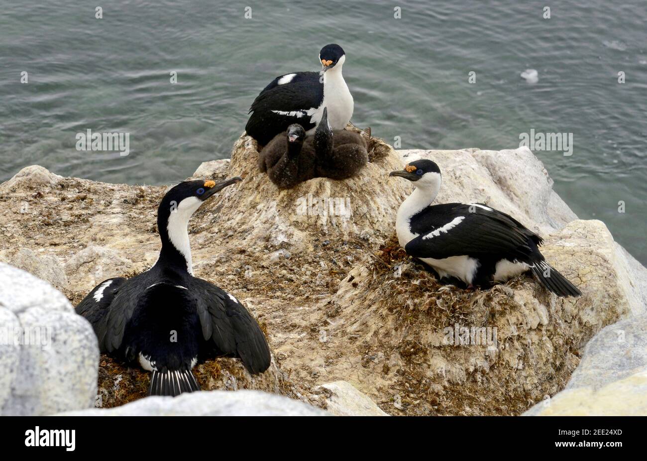 Three Antarctic shags (blue eyed cormorants, Imperial shags) sitting on nests with chicks, Cormorant Island, Arthur Harbor, Palmer Station Antarctica Stock Photo