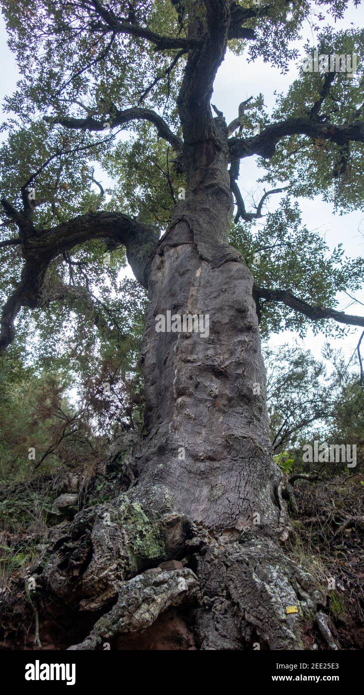 Vertical low angle shot of a tree Stock Photo - Alamy