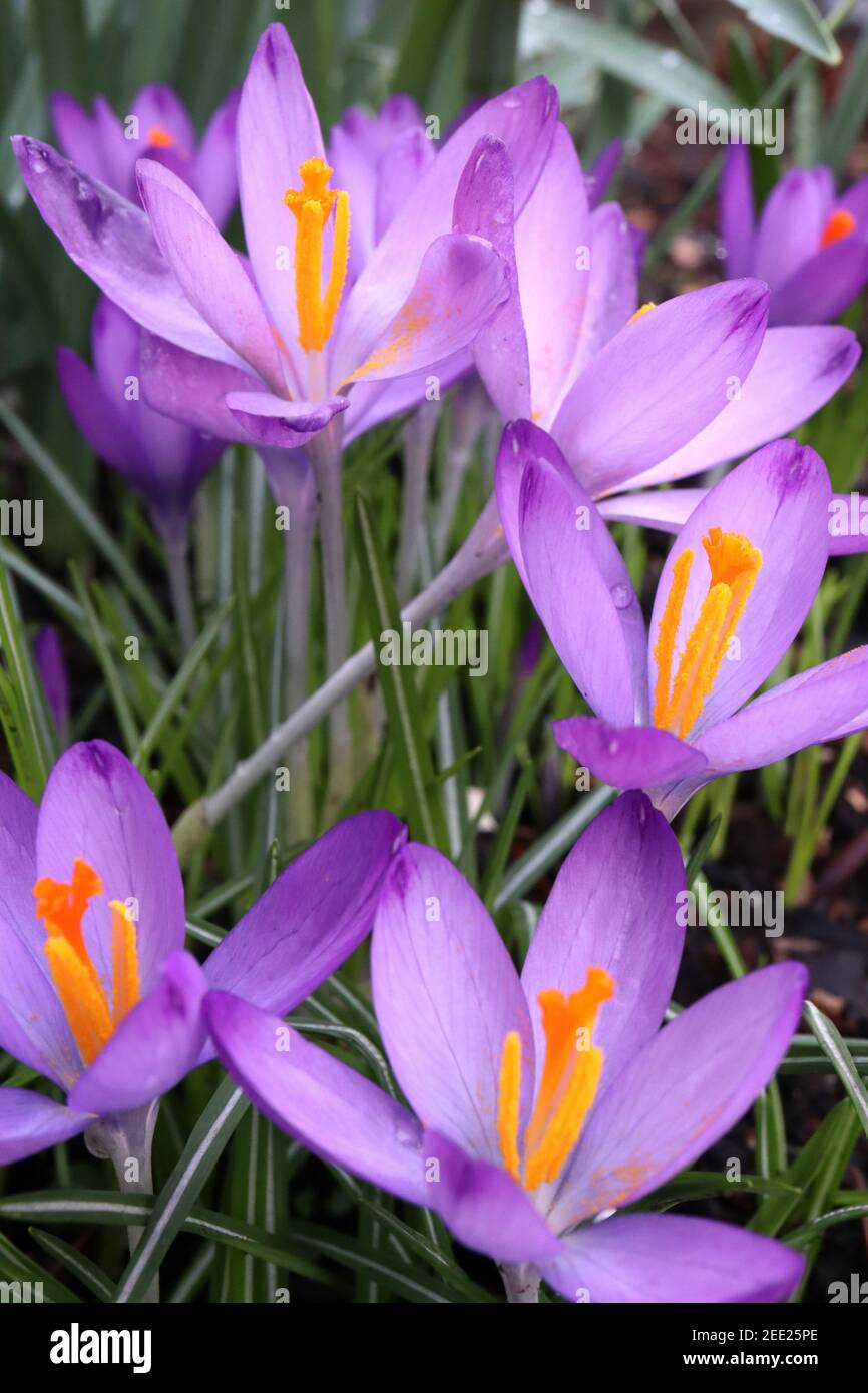 Crocus tommasinianus ‘Whitewell Purple’ Early Crocus – light purple and white flowers with white stems,  February, England, UK Stock Photo