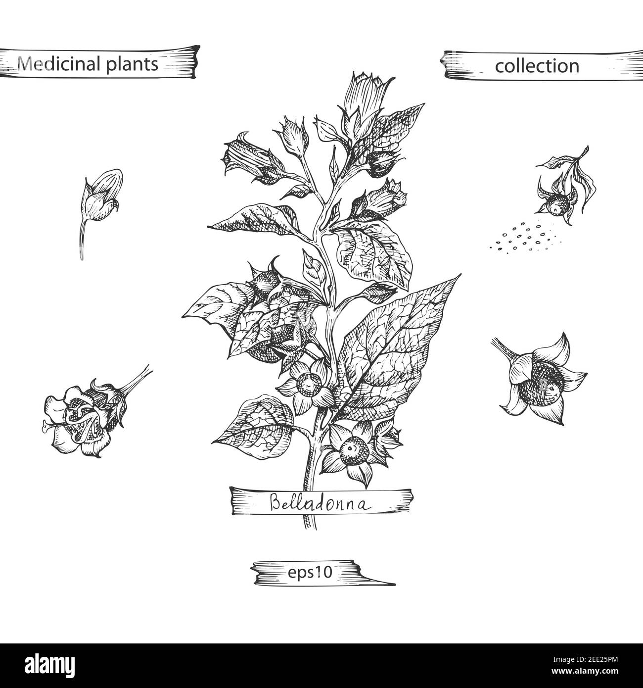 Set hand drawn of Belladonna, lives and flowers in black color isolated on white background. Retro vintage graphic design. Botanical sketch drawing Stock Vector